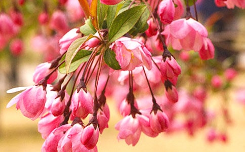 描写海棠的诗句