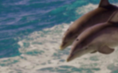 (��)���������300��4ƪ