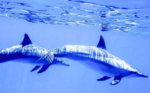 蓝色的海豚岛读后感14篇