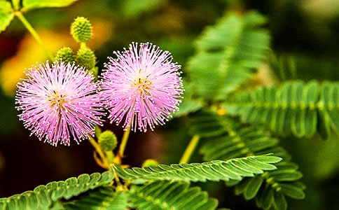 含羞草的样子描写