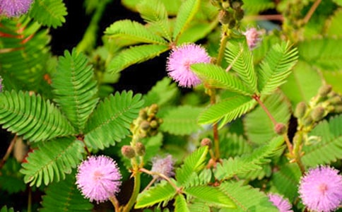 含羞草小升初作文1200字以上