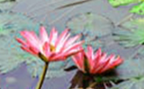 形容荷花的句子45条