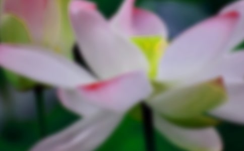 关于荷花的诗句