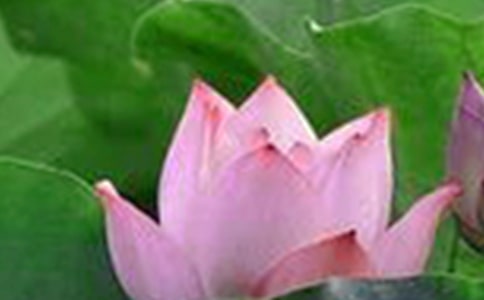 �йغɻ���ʫ��