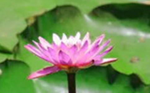 赏荷花的心情说说大全