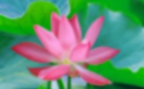 2024�꾫ѡ���ݺɻ��ľ���49��