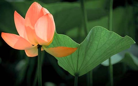 关于荷花的诗句13篇