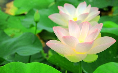 有关形容荷花的句子合集32句