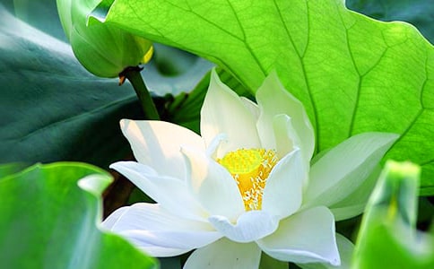 2023年形容荷花的句子集锦47句