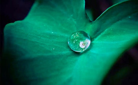 《荷叶》读后感