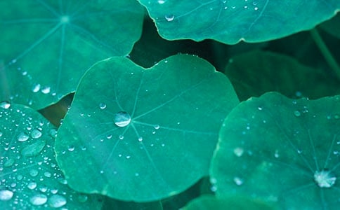 �����š���Ҷ������300��3ƪ