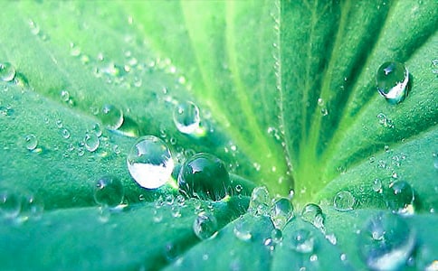 ��Ҷ����300�ֱر�[4ƪ]