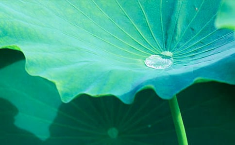 有关荷叶作文300字7篇