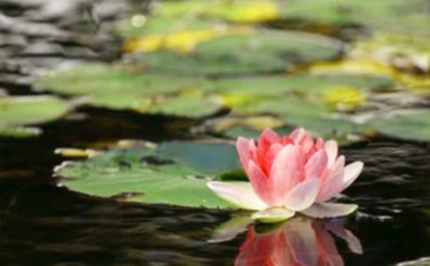 高原和平原的区别