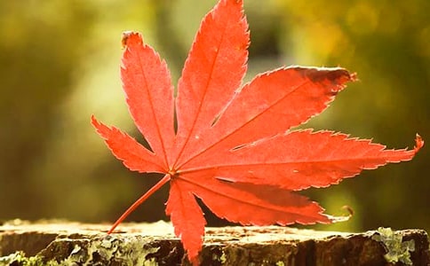 Զɽ�ĺ�Ҷ�ۺ��