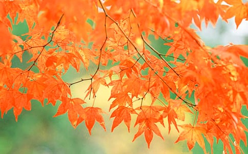 ���Ϻ쳾��ʮ����ƺ�Ҷ������д������������������