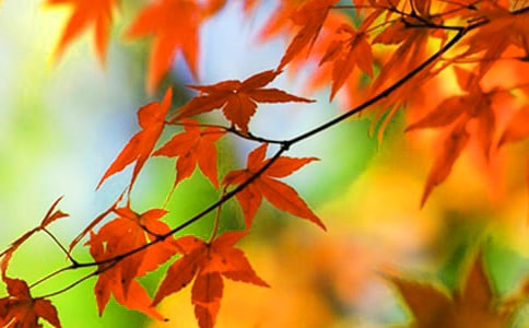 ��Ҷ�С��������700��