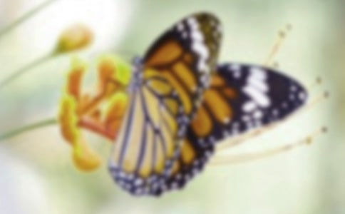 ����Ȫ����