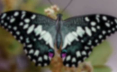 《蝴蝶,飞》读后感