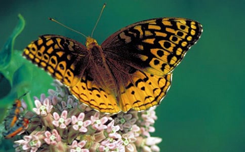 关于蝴蝶的伤感句子大全