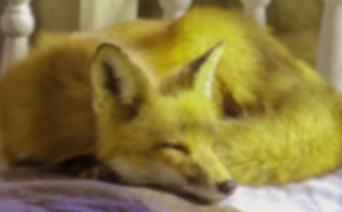 狐狸和乌鸦读后感