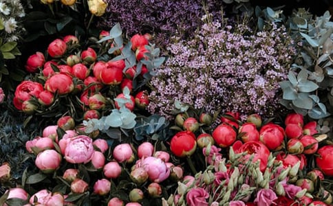 �ʻ�����������