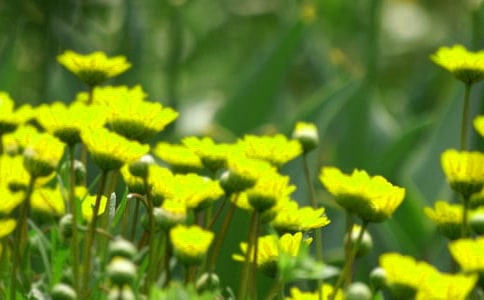 2023年简洁的花朵优美句子锦集78句