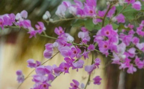 ���û�����������88��