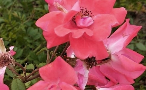 2023年花朵优美句子汇编84句