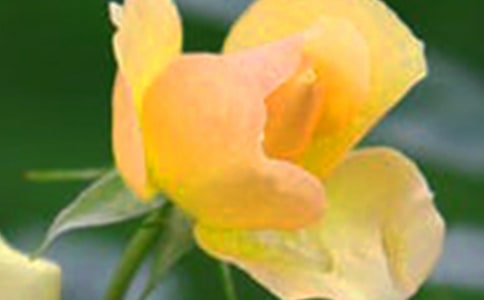 简短的花朵优美句子集合85句