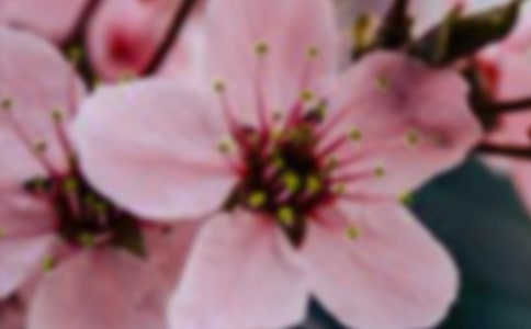 精选花朵优美句子75条