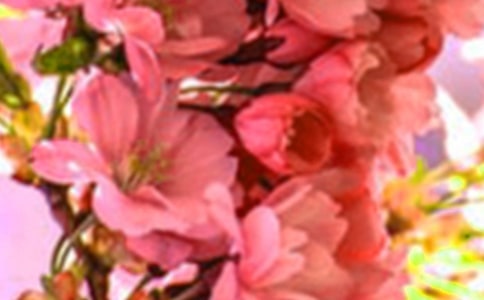 简洁的花朵优美句子锦集56条