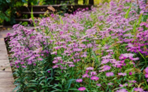 �����˵Ļ�԰�и�