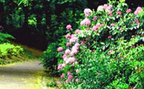 ����Ʒ����԰����300��10ƪ