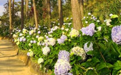 ����ѡ����԰����300����ƪ