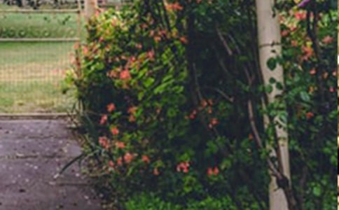 《奇迹花园》读后感