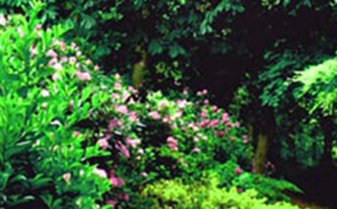 ��ѡ�λ�԰����300����ƪ