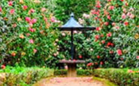 【精选】小花园作文300字4篇