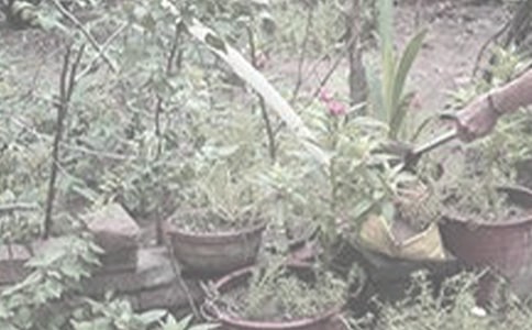 实用的浇花作文300字