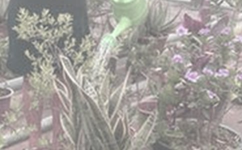 浇花作文300字10篇(热)