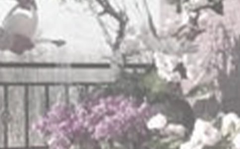 【必备】浇花的作文300字四篇