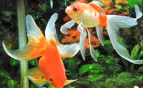 《悬崖上的金鱼姬》观后感范文