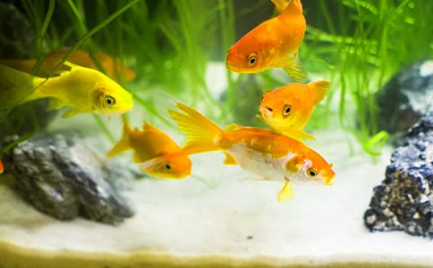 ���������300����ƪ