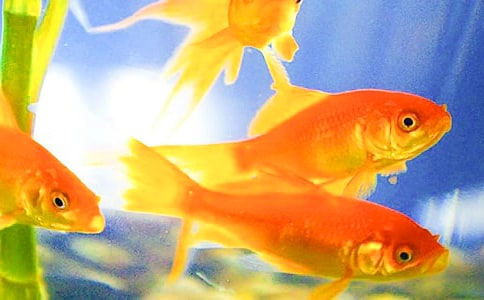 小金鱼小升初作文500字