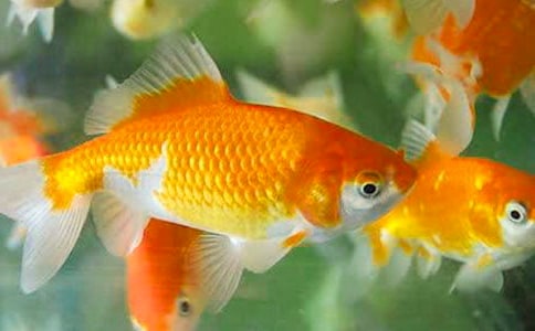 关于金鱼的说说
