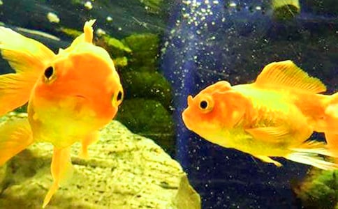 ����ĵ�����ôд