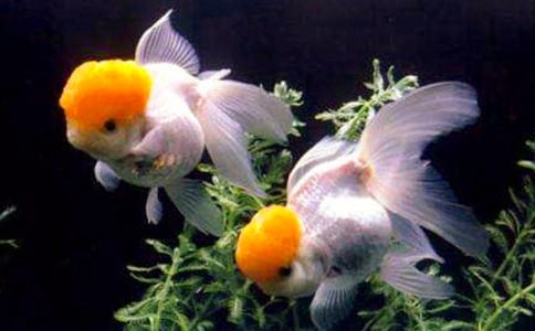 ����ѡ�����������300��3ƪ