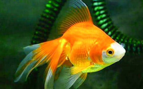 金鱼小升初作文700字