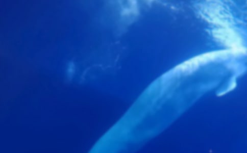 实用的鲸鱼作文300字