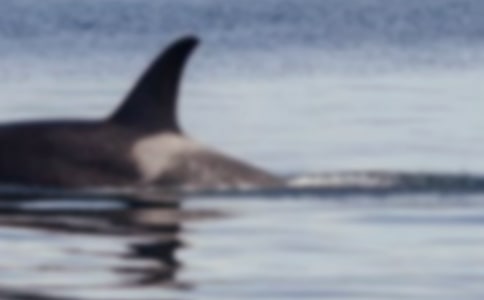 (推荐)实用的鲸鱼作文300字7篇